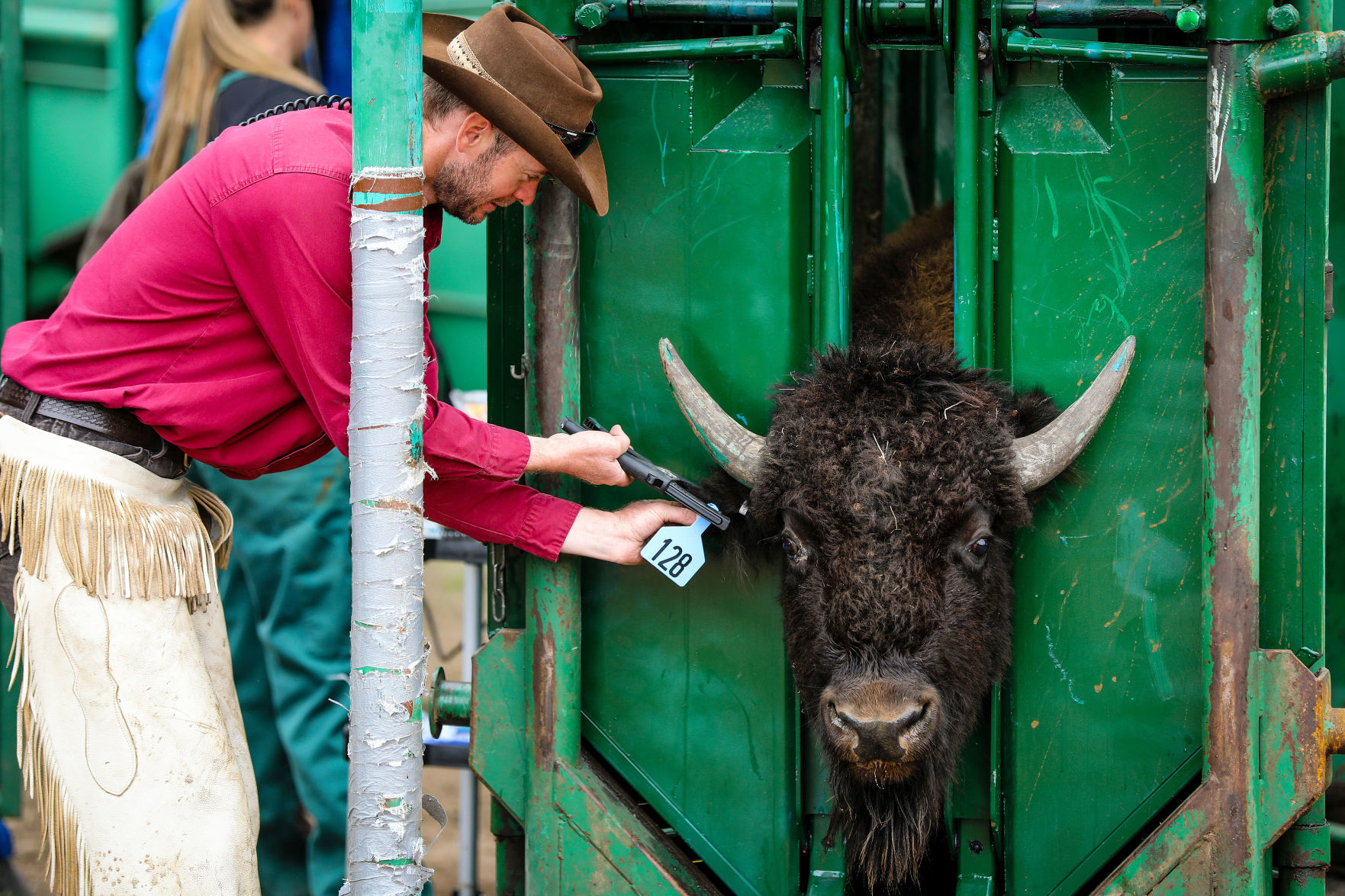 54th Annual Buffalo Roundup at Custer State Park